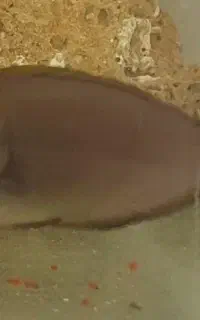 جراح ماهی ناسو الگانس