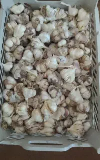 سیر ...
