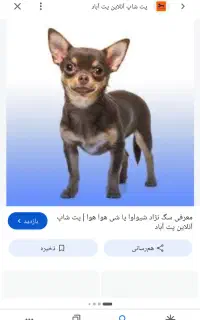 سگ پیدا شده