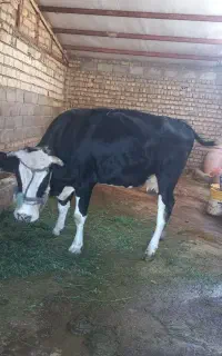 گاو و گوساله