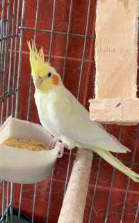 عروس هلندی