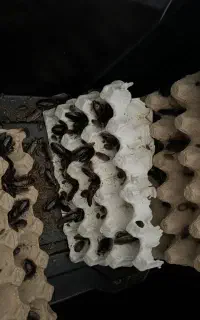دوبیا روچ