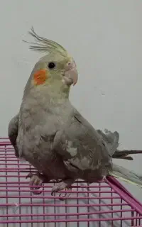 مانگا