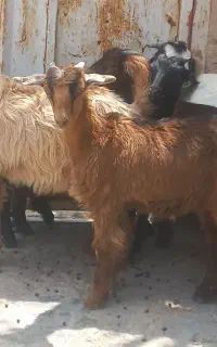 ۶تا کهره درجه یک جفت دوقلو دونه ای ۸۹۰۰ مقطوع