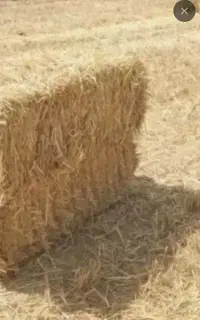 فروش بسته بندی پرس گندم آبی