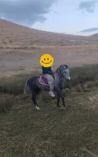 فروش اسب جوان