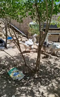 جوجه غاز