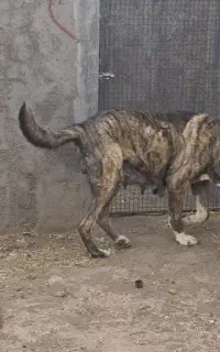 خراسانی اصل