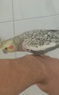 عروس هلندی ماده مولد