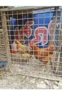 مرغ تخمگذار