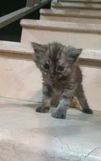 گربه