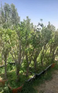 درخت نهال خرمالو کرج،کن پرس پرس