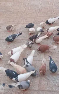 کفتر طوقی وپرشی