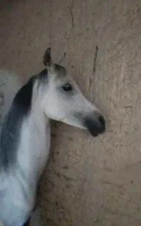مادیان عرب یکسر