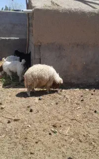بره وبزغاله چاق