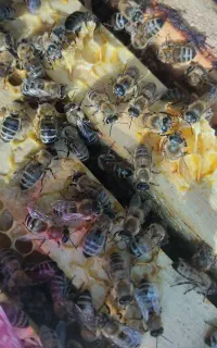زنبور عسل کارنیکا و بوکفست