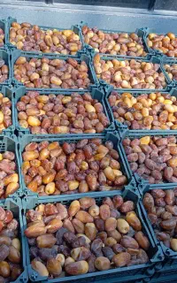 فروش عمده رطب کبکاب درجه یک