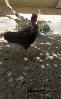 خروس لری