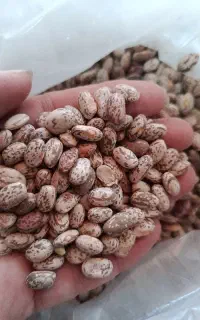 لوبیاسفید و لوبیا قرمز و لوبیا چیتی  درجه یک