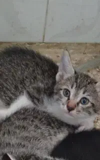 واگذاری بچه گربه خوشگل