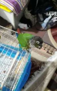 گرینچیک،۶ماهه سخن گو