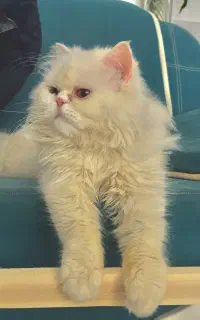 فروش گربه پرشین سفید