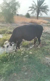 گاو