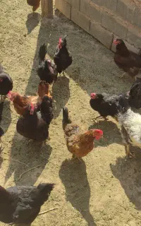 مرغ تخم گذار