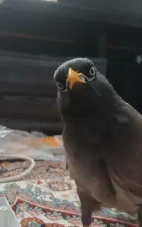 مرغ مینا بی ادب