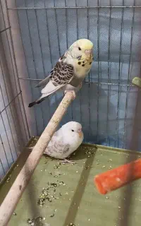 فروش مرغ عشق ماده با ۵تا جوجه