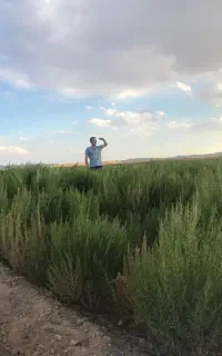جارو شهرداری ۷۰تا ۸۰ سانتی