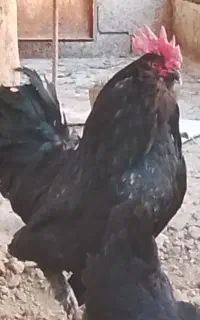 خروس مرندی