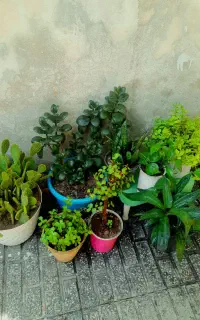 حراج گلهای آپارتمانی