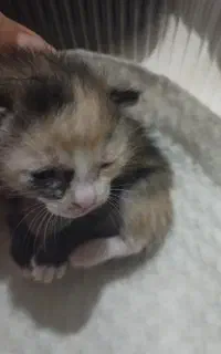 واگذاری بچه گربه