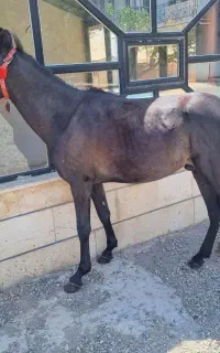 اسب جوان