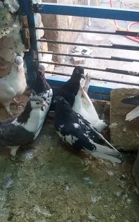 یک دسته سادع