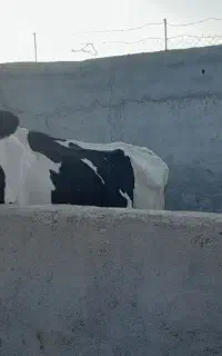 گاو