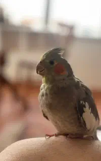 عروس هلندی گم شده