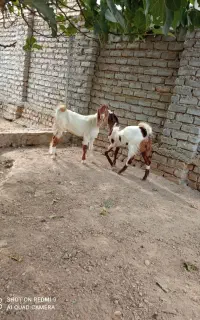 بزغاله نر ماده