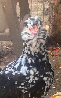 مرغ گلین چهل تاژ‌ نژاد دار