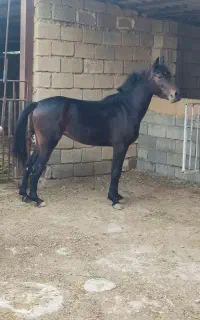 اسب مادیان خالص