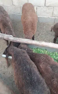 بره نر تخمی همو