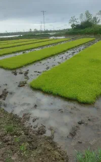 برنج طارم هاشمی کاشت مزرعه خودم
