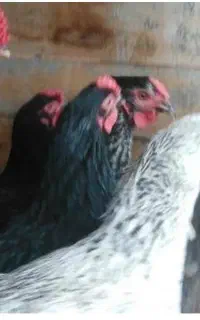 جوجه گمشده