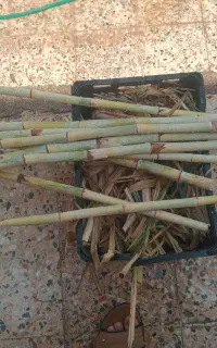 دستگاه آبگیری نیشکر