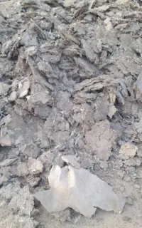 خرید وفروش کود مرغ گوشتی مستقیم از سالن