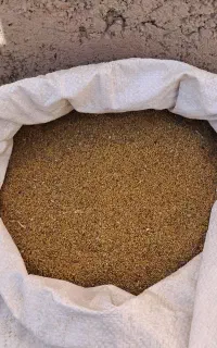 بذر یونجه
