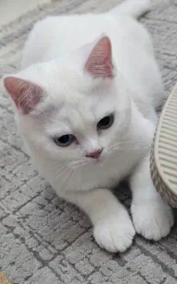 واگذاری گربه  برتیش  اگزاتیک