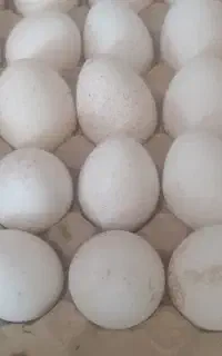تخم بوقلمون