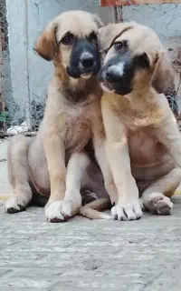نر ماده پژدر